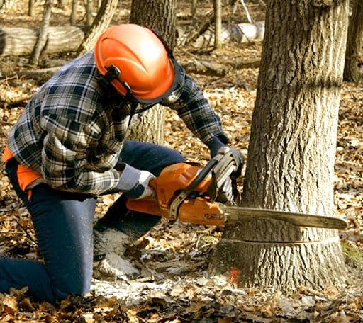 Tree Removal in Derry, NH